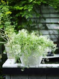 Vaso con due fiori bianchi. Pianta Da Giardino Con Fiori Bianchi In Vaso Bianco Estate Colore Bianco Stock Photo 167864464