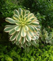 Image result for Dicliptera pumila