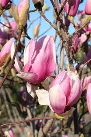 Image result for magnolia soulangeana