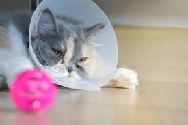 And having a cat that's spayed or neutered will make your life easier. Post Op Care For Cat Spays And Neuters Petmd