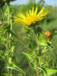 Image result for Brachythrix glomerata