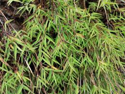 Image result for Pogonatherum paniceum