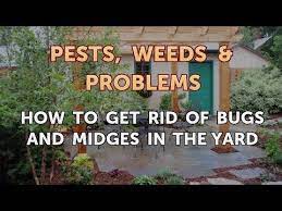 People's ways of dealing with lice; How To Get Rid Of Bugs And Midges In The Yard Youtube