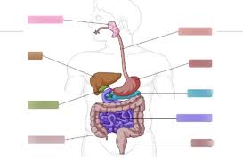 Ask questions and get answers from people sharing their experience with nervous. Digestive And Nervous System Quiz Bio Diagram Quizlet