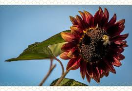 We did not find results for: The Ultimate Sunflower Care Guide Ftd Com