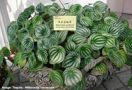 When a cutting is taken from the plant, it can no longer receive nutrients from the roots, so it relies on its storage. Watermelon Peperomia Peperomia Argyreia Care And Growing Guide