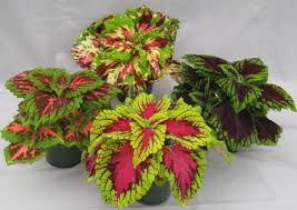 Belonging to the plant genus solenostemon, the coleus species include five different types of tropical perennial plants. Coleus Blumei Coleus Plant Indoor Plants Foliage Plants