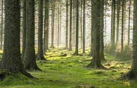 Deciduous forests have trees with green leaves that change color in the fall and drop. Collect Picture And Photograph Of Forest And Grassland Of Different Parts Of The World Write One Brainly In