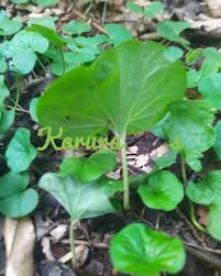 Image result for Strombosia scheffleri