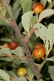 Image result for Grewia flava