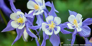 See more of colorado native plant society on facebook. A Guide To Colorado Wildflowers Wildflower Season