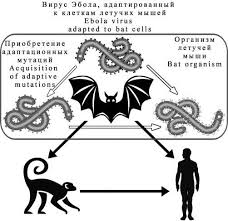 Image result for Filoviridae