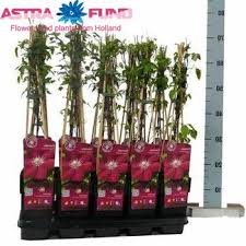 Check spelling or type a new query. Clematis Rouge Cardinal