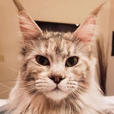 Find maine coons for sale on oodle classifieds. What Are Maine Coon Cats About Maine Coons Dynasty Maine Coons