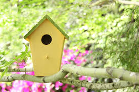 As you learn how to build a birdhouse, you can work alone or with kids. Build A Birdhouse Scholastic Parents