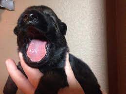 Check spelling or type a new query. Sable And Black German Shepherd Puppies For Sale In San Antonio Texas Classified Americanlisted Com