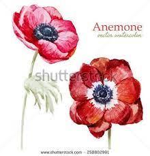 Watercolor Flowers Anemones Composition Anemone Illustration Watercolor Flowers