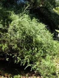 Image result for Asparagus laricinus