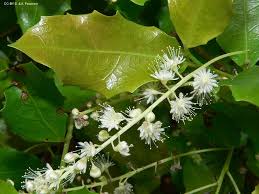 Image result for Homalium