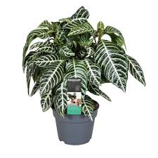 Gießen sie die pflanze erst, wenn sich die erde trocken. Aphelandra Squarrosa Zebraanlage Florastore