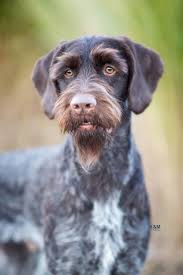 His coat may range in many colors including liver and white, red, blue, black, gray, silver, brown, apricot, and cream. German Wirehaired Pointer Vs Golden Retriever Breed Comparison