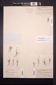 Image result for Subularia