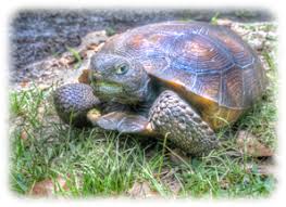 Prickly pears/cactus fruit?ask ecah (self.eatcheapandhealthy). Gopher Tortoise Questions And Answers