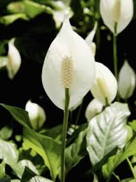 The first signs of lily toxicity in a cat may be seen as early as two hours. Symptoms Of Peace Lily Toxicity In Dogs