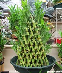 One thing you should know that a lucky bamboo plant is considered to be. Lucky Bamboo Care Tips A Houseplant That Grows In Water