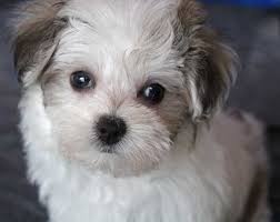Find your new family member today, and discover the puppyspot difference. Morkie Puppy For Sale Heavenly Puppies