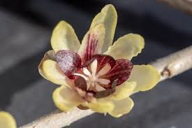 The Chinese Winter Flower Chimonanthus Praecox Owes Its Name To Its Very Early Flowering In The Year Sometimes Alrea Winter Blumen Blumen Botanischer Garten