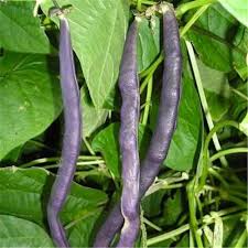 10 Astuces De Maraicher Pour Faire Pousser De Beaux Haricots Verts Haricot A Rame Maraicher Haricot