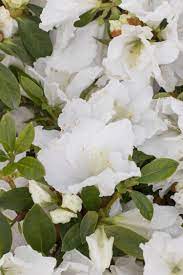 Flowers Lover Azalea Flower Youtube