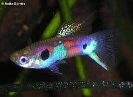 Pin Pa Aquariums Guppy