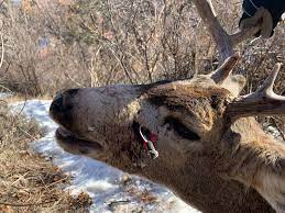 Modified choke, by the way, shoots very good patterns with many different loads. Colorado Parks And Wildlife Investigating Urban Deer Shot In Head With An Arrow