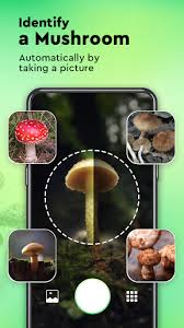 There are also various apps related to plant care, watering reminders, journals, garden management, etc. Plant Identification Mushroom Identifier Leafmap App Store Data Revenue Download Estimates On Play Store