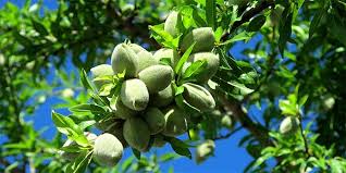 Timing is flexible what kind of location. California Tree Crops Suterra Announces New Now Control Product Agfax