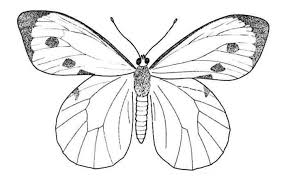Maybe you would like to learn more about one of these? 11 Gambar Sketsa Kupu Kupu Mudah Dan Simple Broonet
