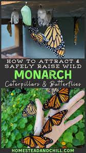 All About Monarchs How To Attract Raise Release Monarch Butterflies Homestead And Chill Monarch Butterfly Garden Butterfly Garden Design Butterfly Garden Plants