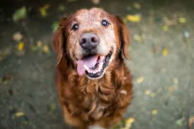 National adoptable and lost & found database. Adopting A Senior Dog Why Older Dogs Are Awesome Daily Paws