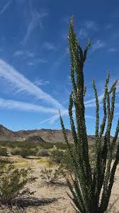 Image result for Vernonia conferta