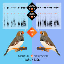 Many factors affect how many years a wild bird may live. Zebra Finch Study Finds Mixed Impact Of Early Life Stress Illinois