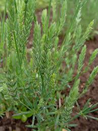 Image result for Leptactina platyphylla