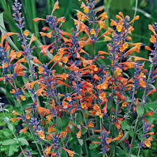 Fast and free shipping on many items you love on ebay. Tango Hummingbird Mint Fall Garden Vegetables Sun Plants Plants