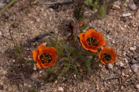 Image result for Hirpicium gracile