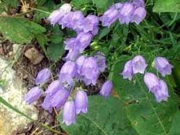 Growing Canterbury Bells Bellflowers English Country Gardens Country Gardening Gardening Design Diy