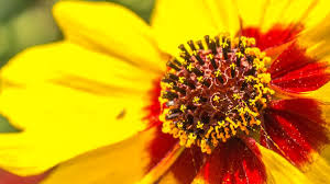 ハルシャギク by kazuhiro tsugita 500px plants flowers