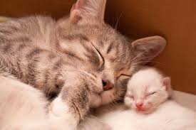 Mostlycatsmostly Via Sasha Prokhorova Cat Lovers Cute Animals Pets Cats