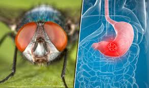 For example, an upset stomach can be mistaken for indigestion or a stomach virus. Cancer Symptoms Flies Could Be Infecting Humans With Harmful Bacteria Express Co Uk