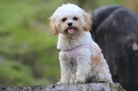 Maltese Poodle Mix The Ultimate Guide To The Mighty Maltipoo All Things Dogs All Things Dogs